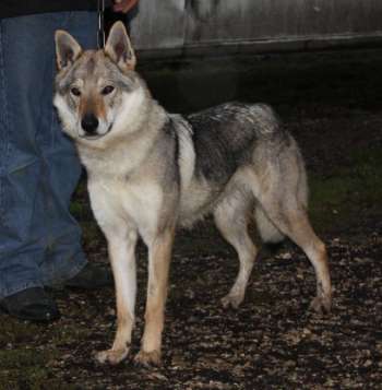 corail chien loup tchecoslovaque