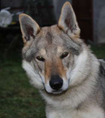 corail chien loup tchecoslovaque