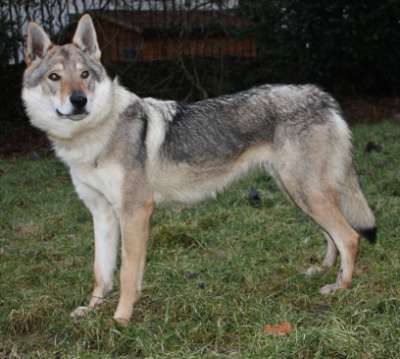 corail chien loup tchecoslovaque