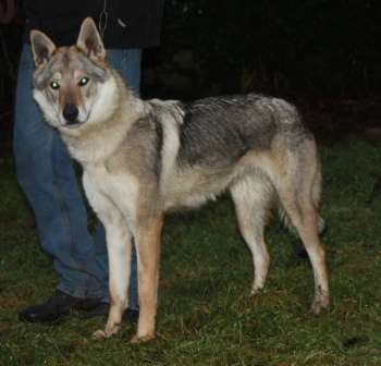 corail chien loup tchecoslovaque