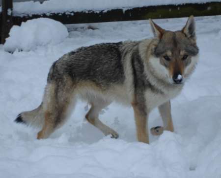 corail chien loup tchecoslovaque