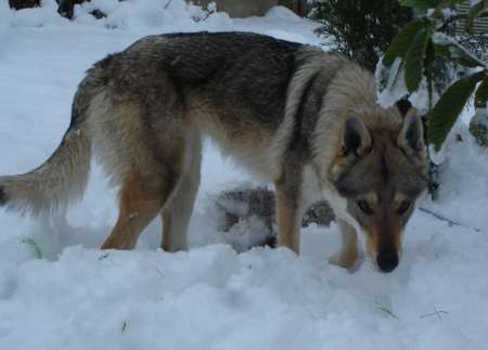 corail chien loup tchecoslovaque