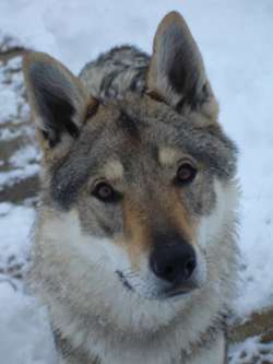 corail chien loup tchecoslovaque