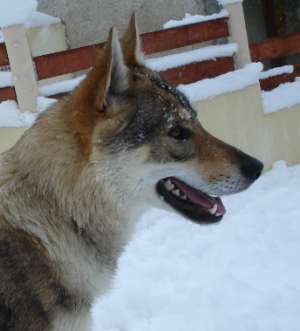 corail chien loup tchecoslovaque