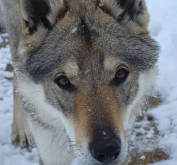 corail chien loup tchecoslovaque