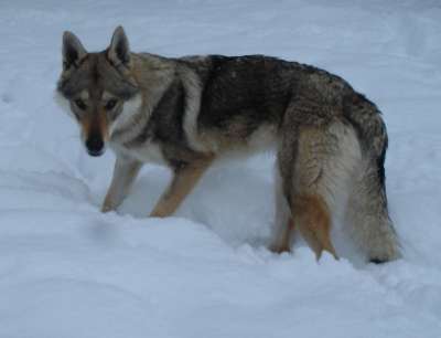 corail chien loup tchecoslovaque