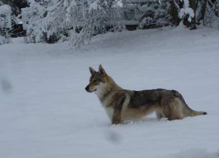 corail chien loup tchecoslovaque