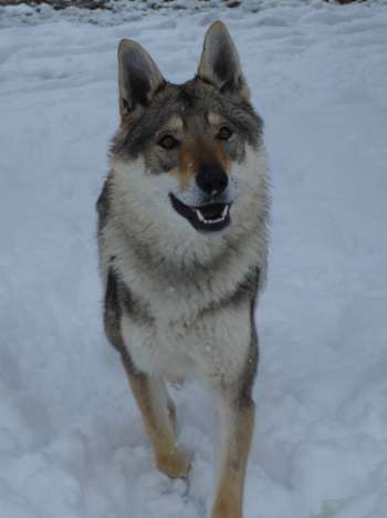 corail chien loup tchecoslovaque