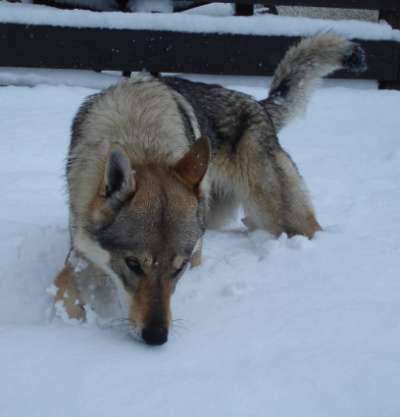 corail chien loup tchecoslovaque