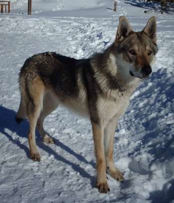 corail chien loup tchecoslovaque