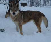 cash chien loup tchecoslovaque