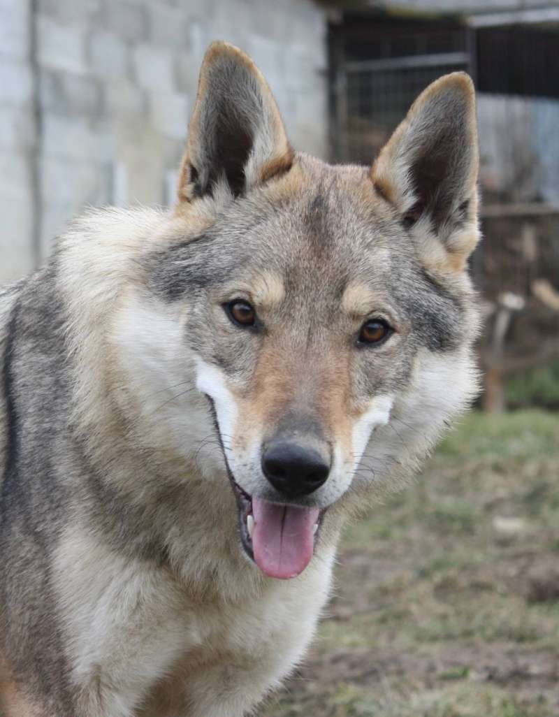 corail chien loup tchecoslovaque