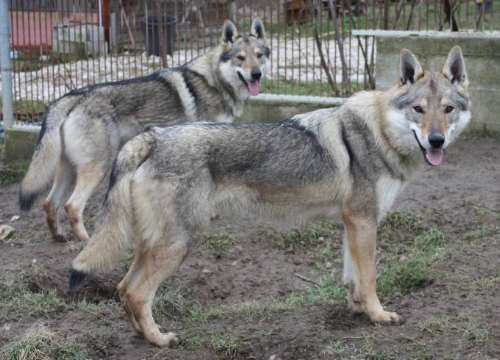 corail chien loup tchecoslovaque