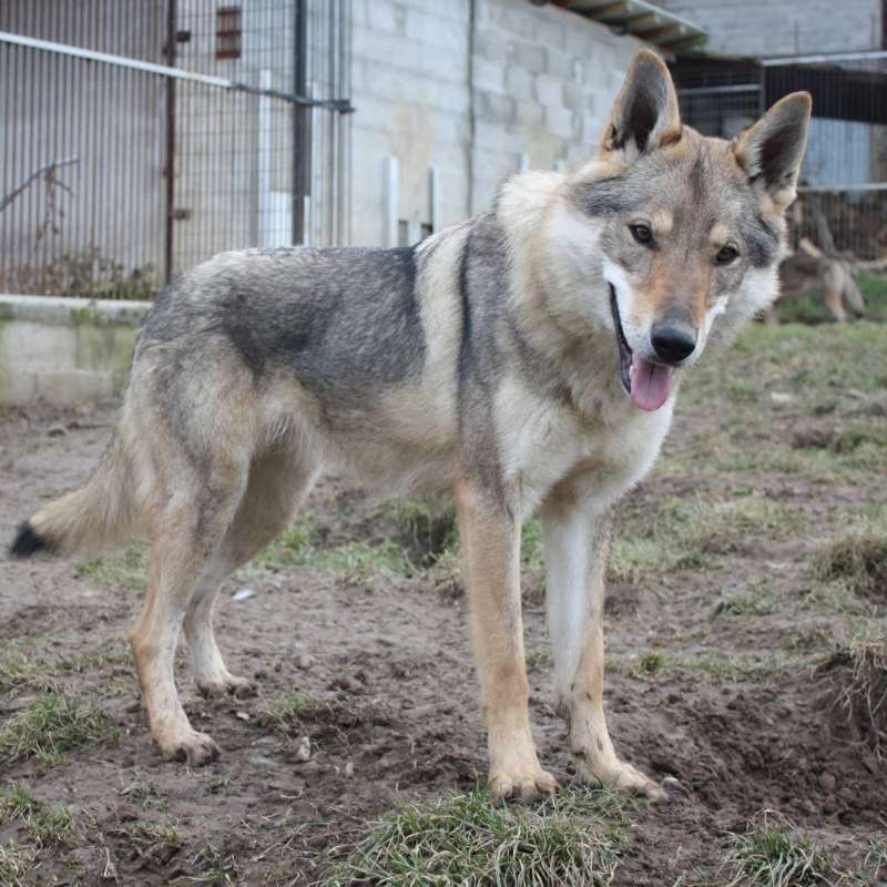 corail chien loup tchecoslovaque