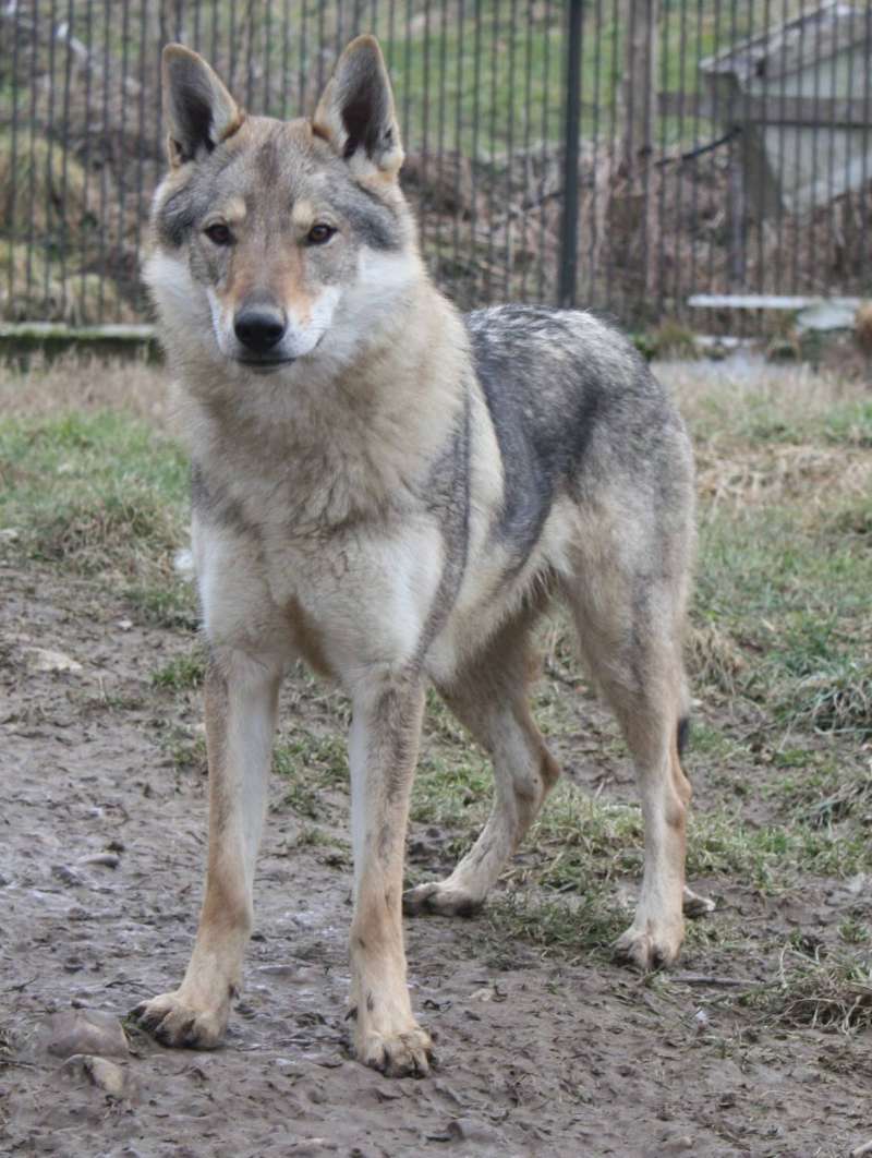 corail chien loup tchecoslovaque