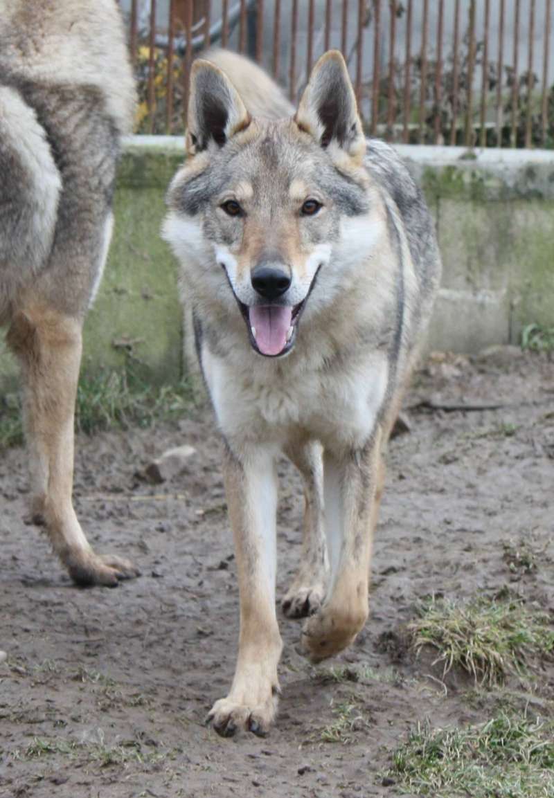 corail chien loup tchecoslovaque