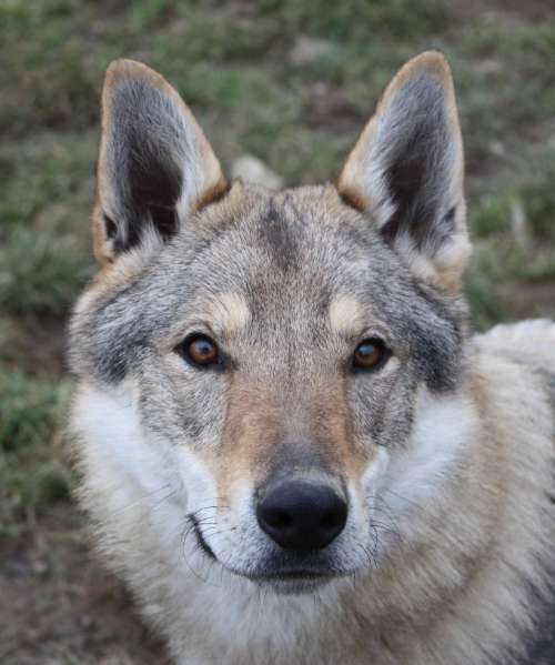 corail chien loup tchecoslovaque